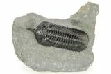 Morocconites Trilobite Fossil - Ofaten, Morocco #273385-3